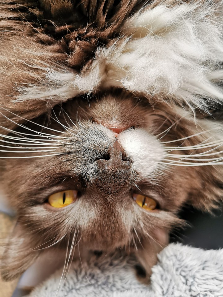 Sipoo my cat