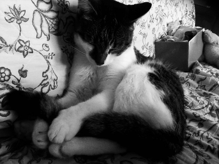 mon piti chat