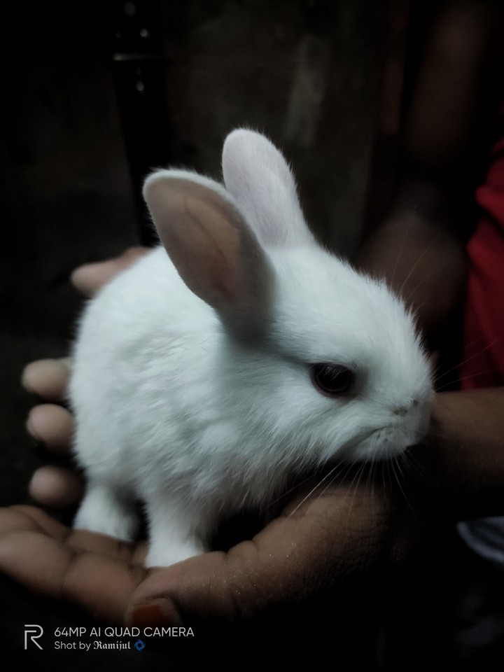 rabbit
