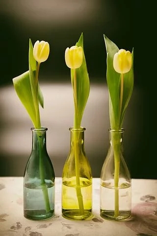tulips
