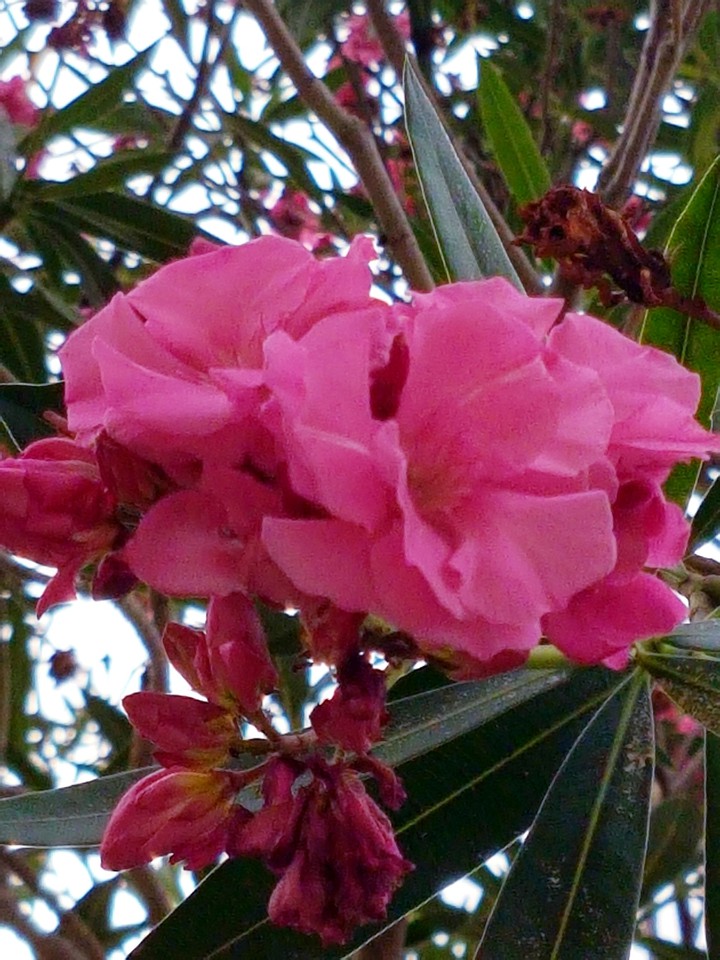 fiore