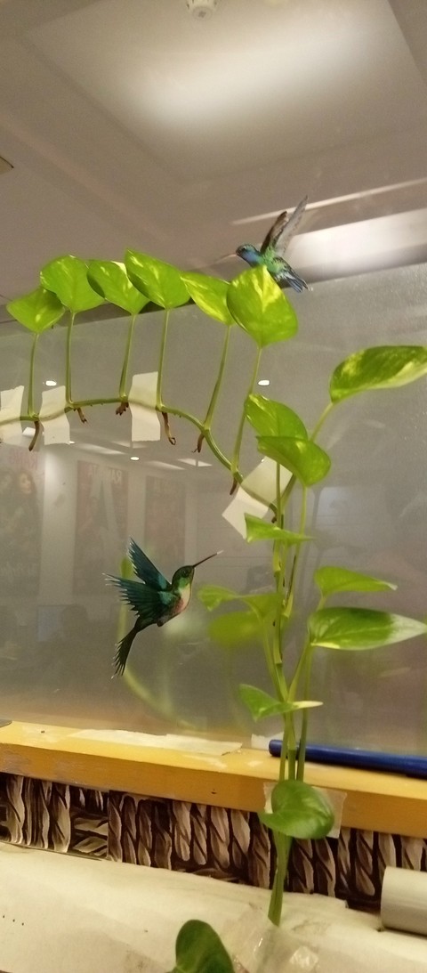 houseplant, Room wallpapers