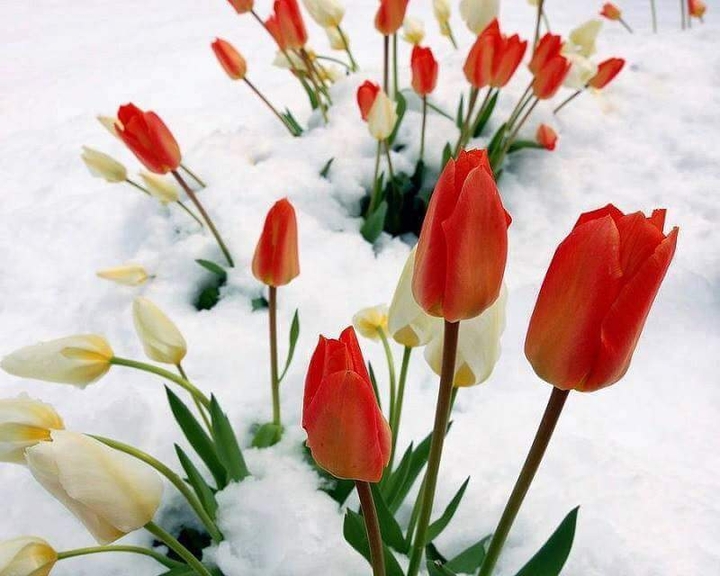 snow