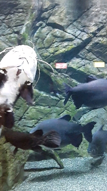 Fish