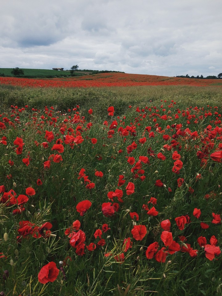 Poppy field
