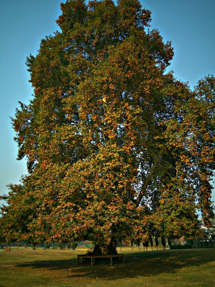 Maple Chinar Tree