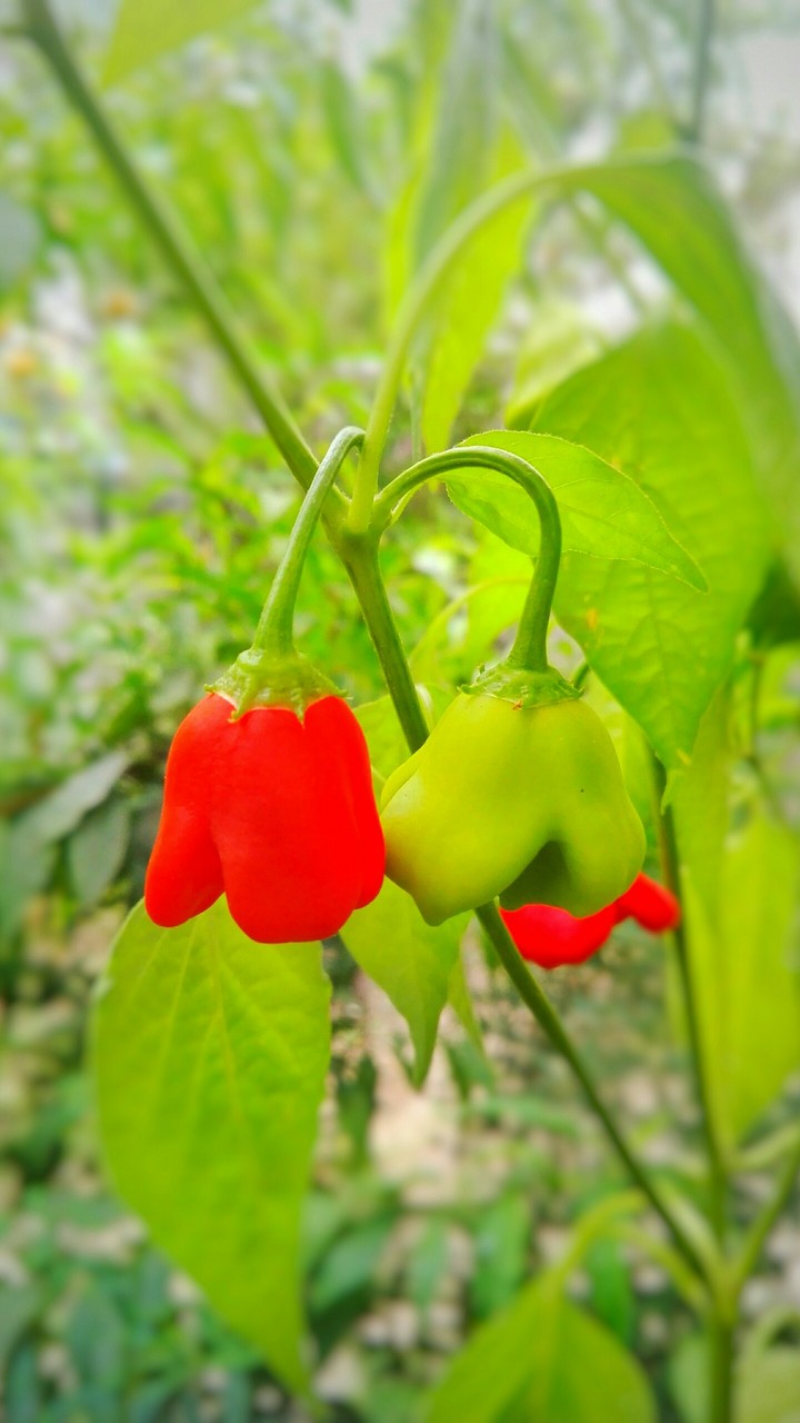 pepper