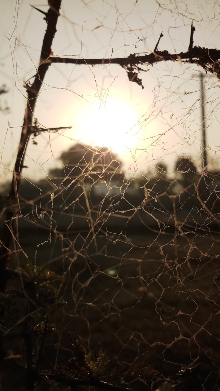 web