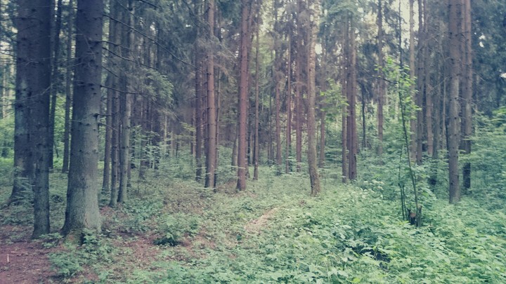 Forest