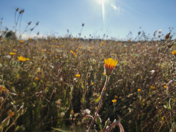 sunny august