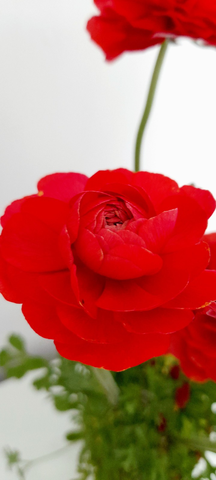red ranunculus