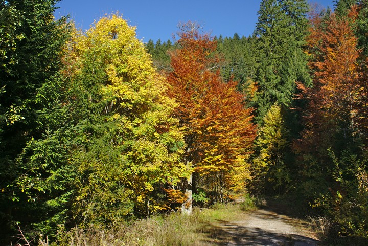 autumn day