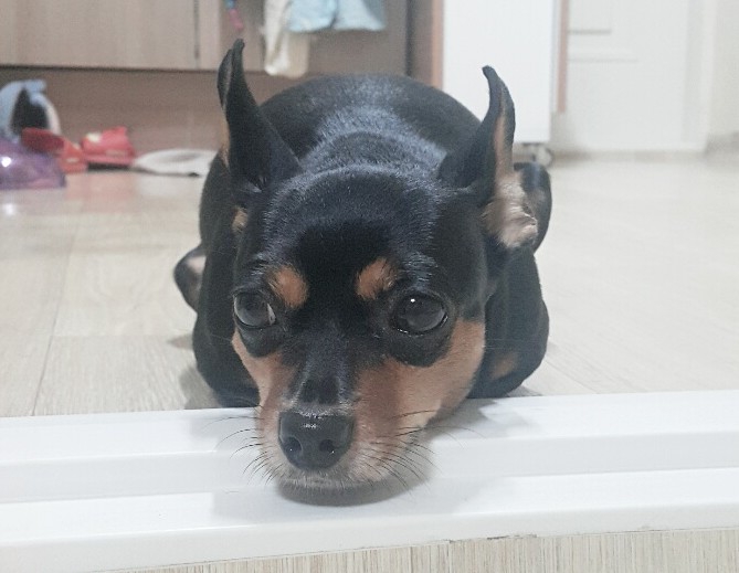 미니핀로키