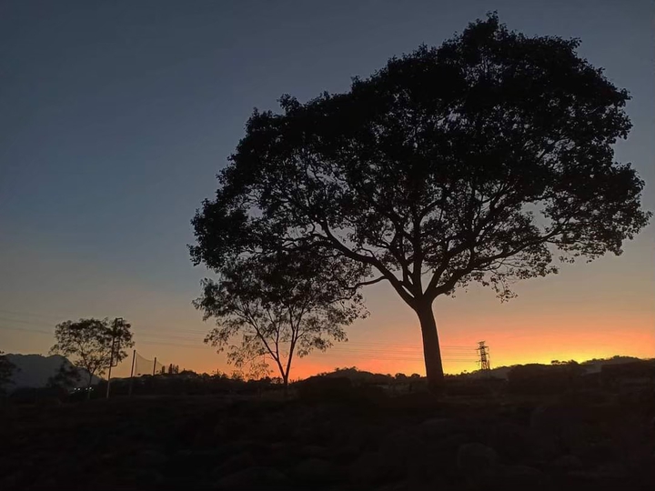 tree