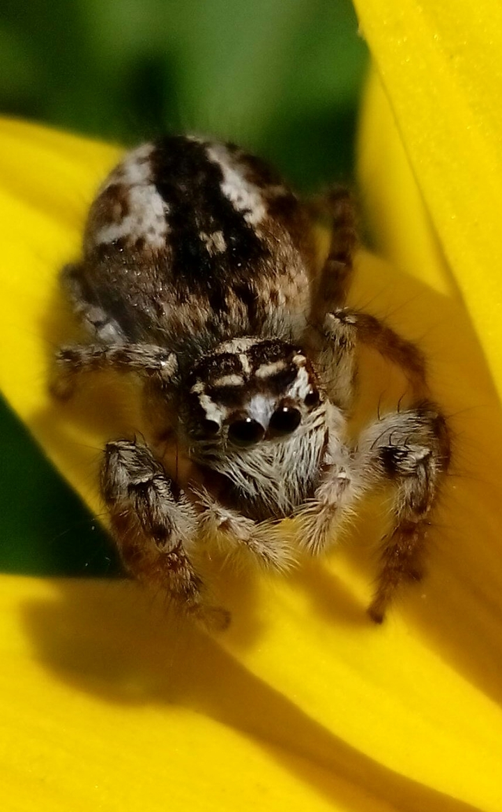 Spider