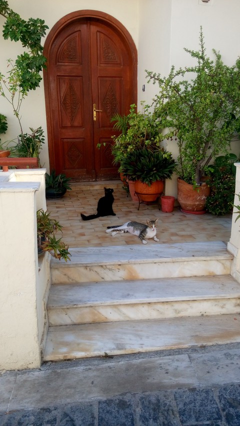 Greek cats
