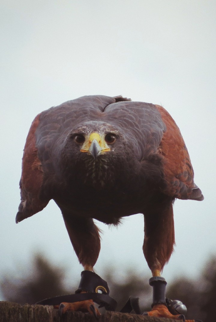 Prepped for Take Off