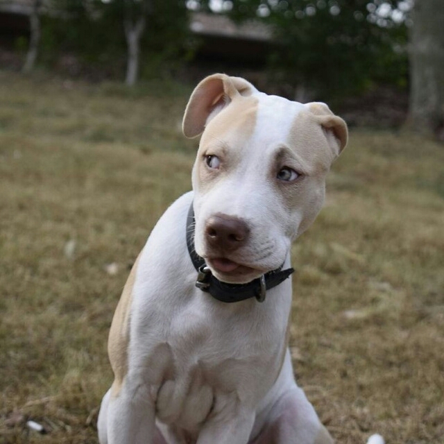 my dog :-) his name is Mr pit