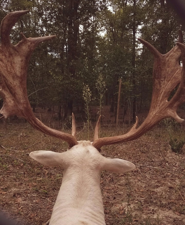deer