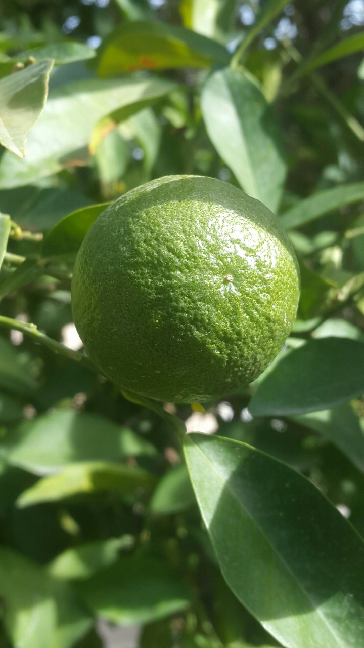 نارنج . حیاط خانه