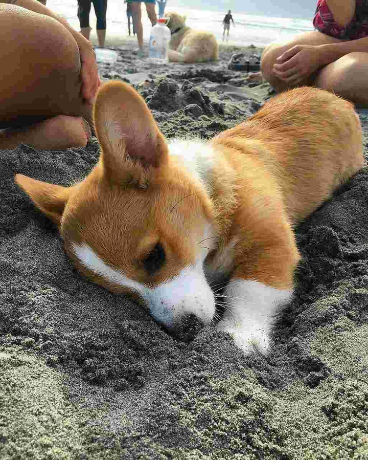 Dog
