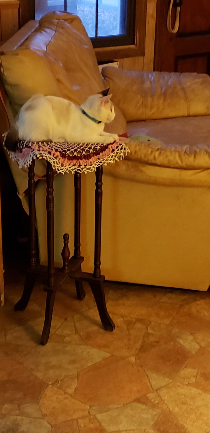 SamSpot being a table ornament