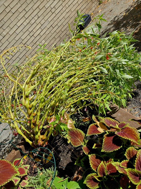 sfondi leaf, shrub