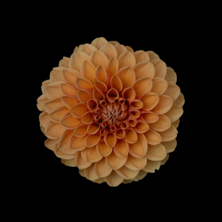 Lonely flower