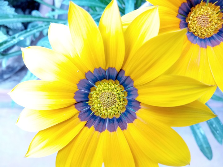 flower
