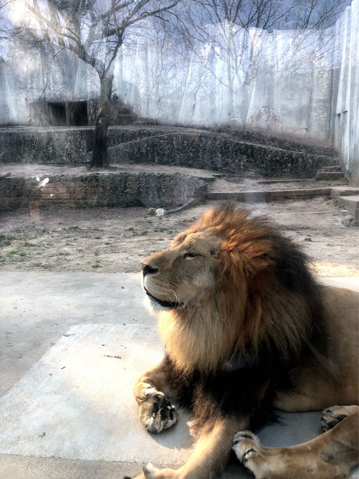 lion