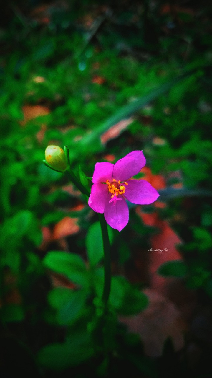 Wild  Flower