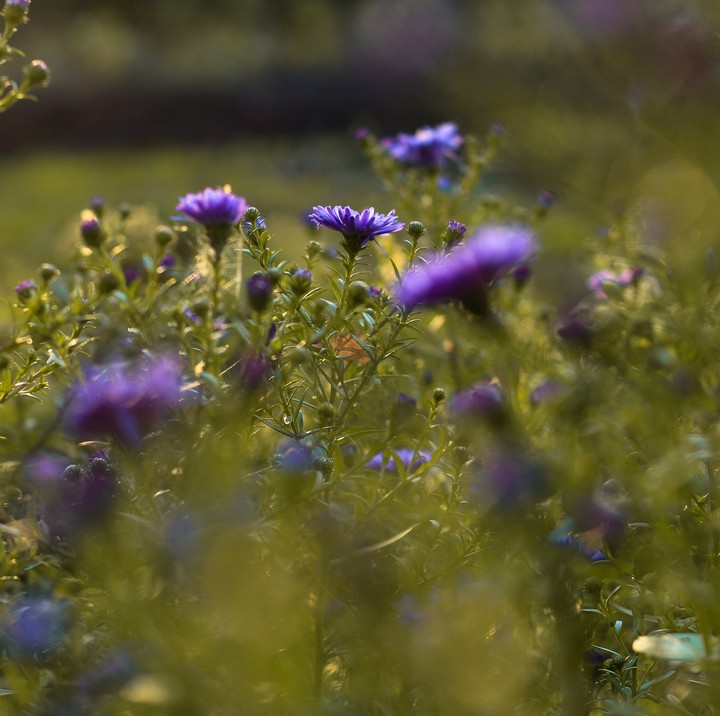 purple flowers