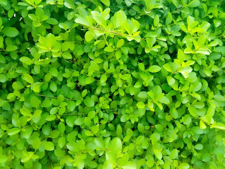 Plants