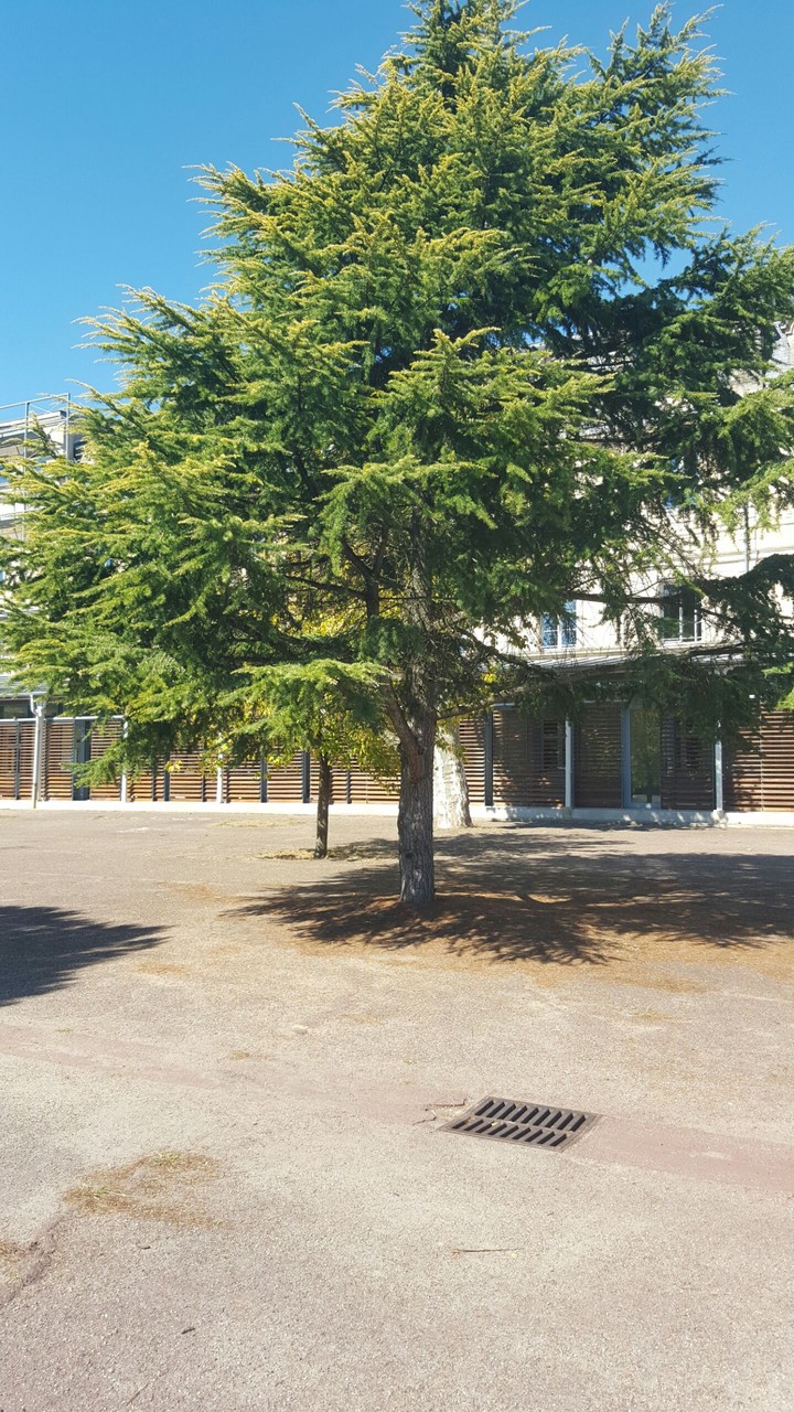 genome at school