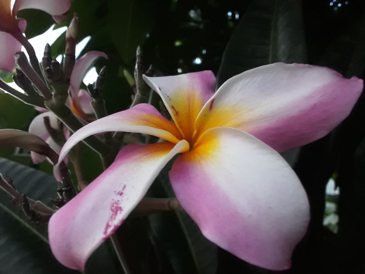 frangipani flowers