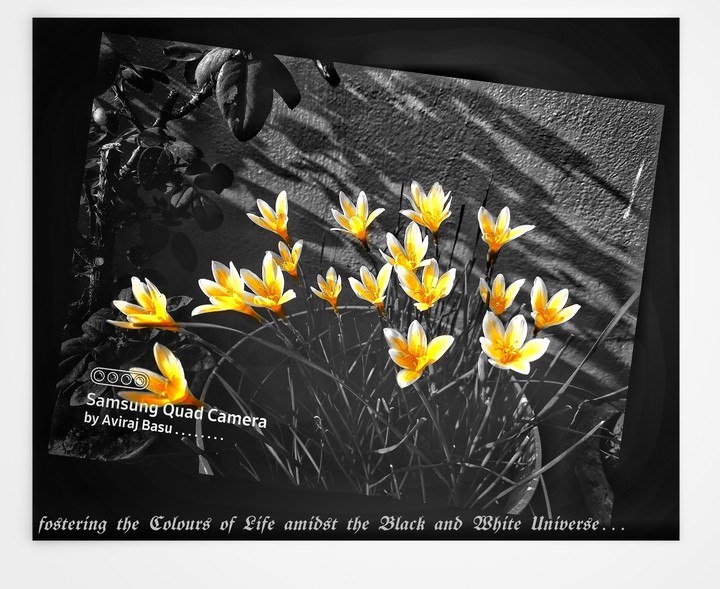 fostering the colours of life . . .