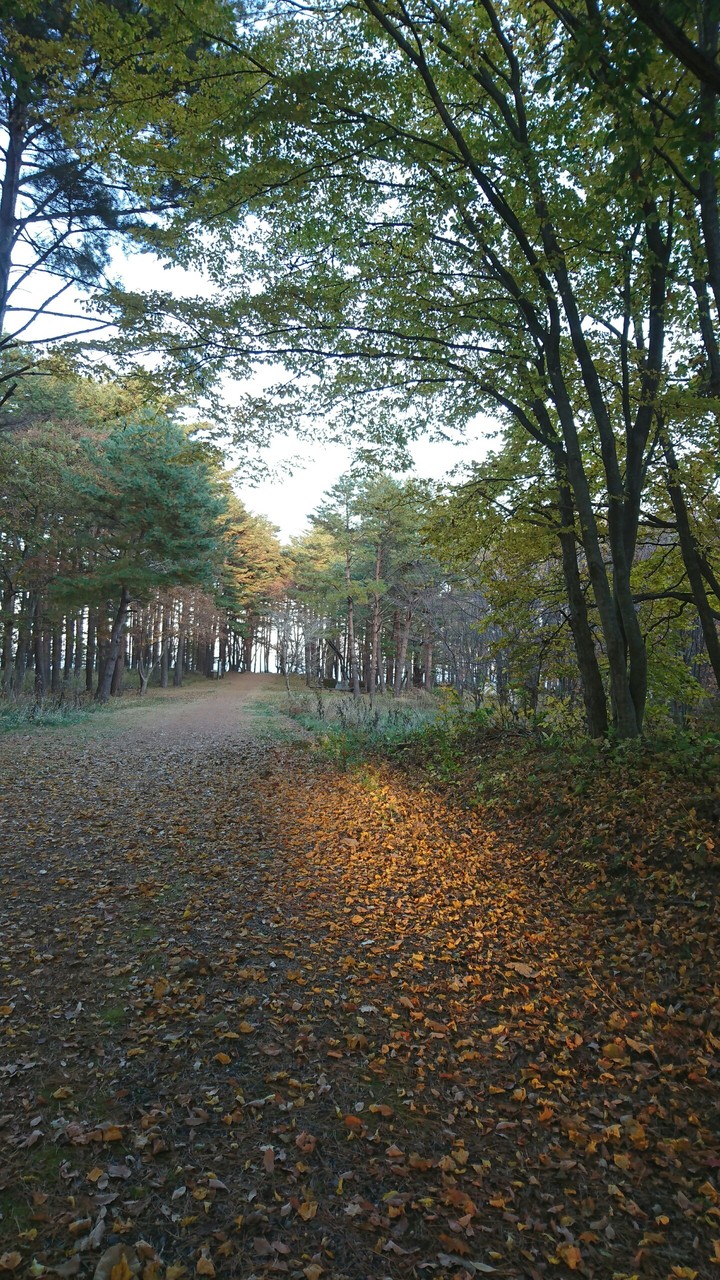 Dry leaves