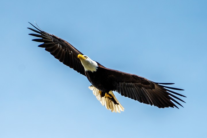Bald Eagle