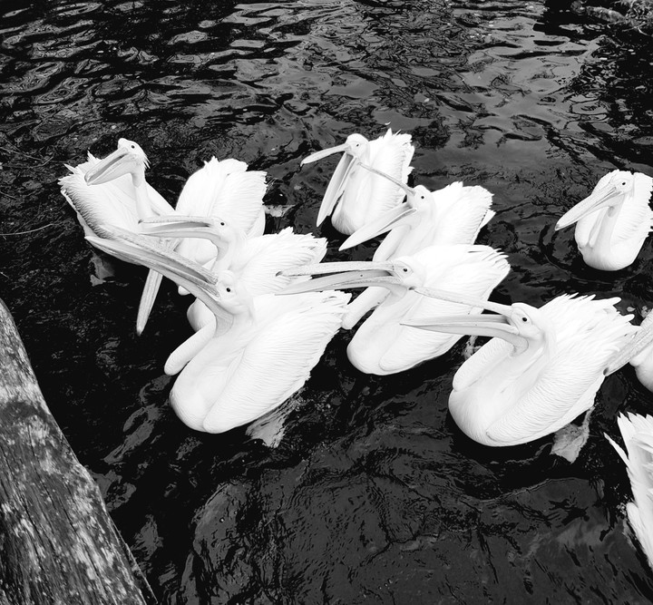 black & white