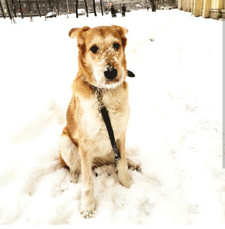 winter dog