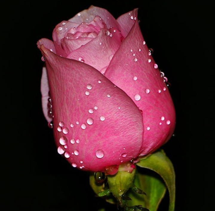 fleurs