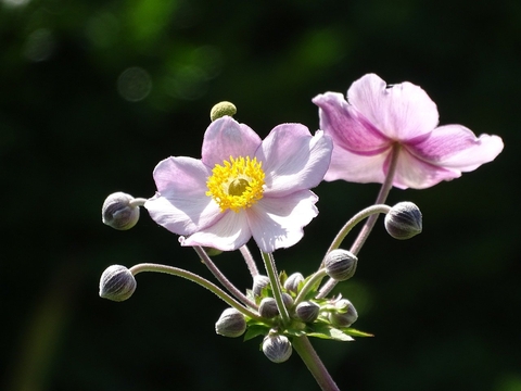 sfondi rose, petal