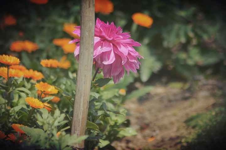 flower
