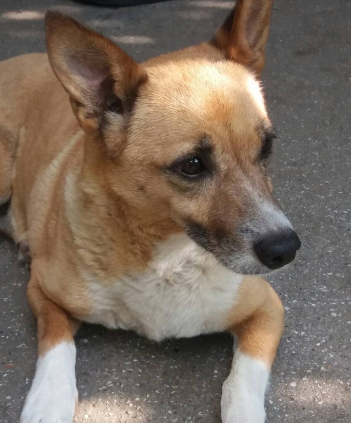 dog