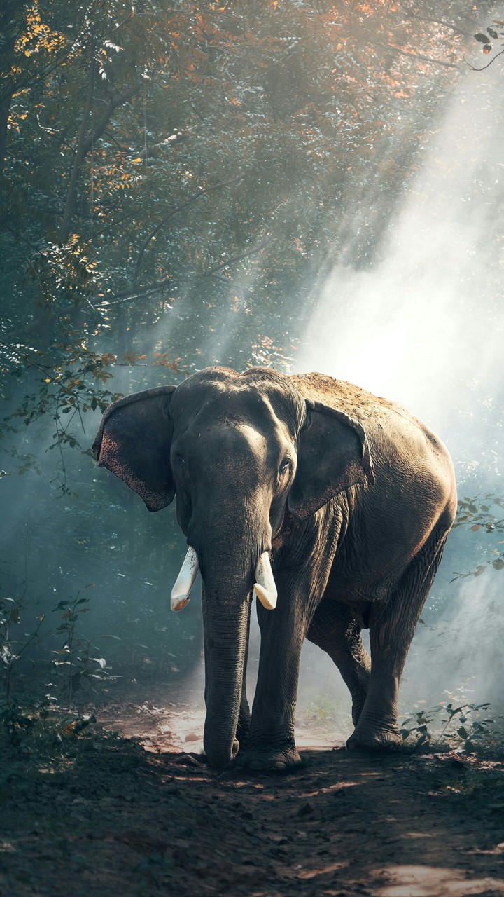Elephant Beautiful photo