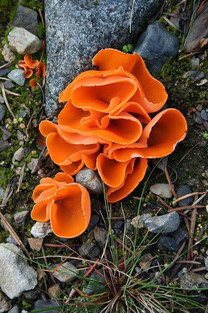 mushroom