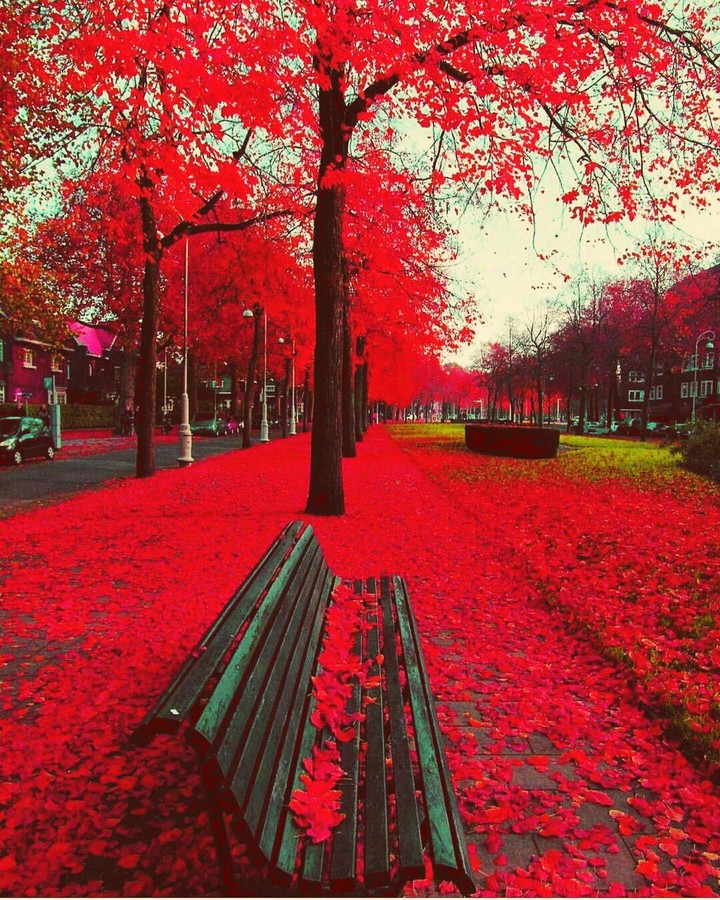 red flowers