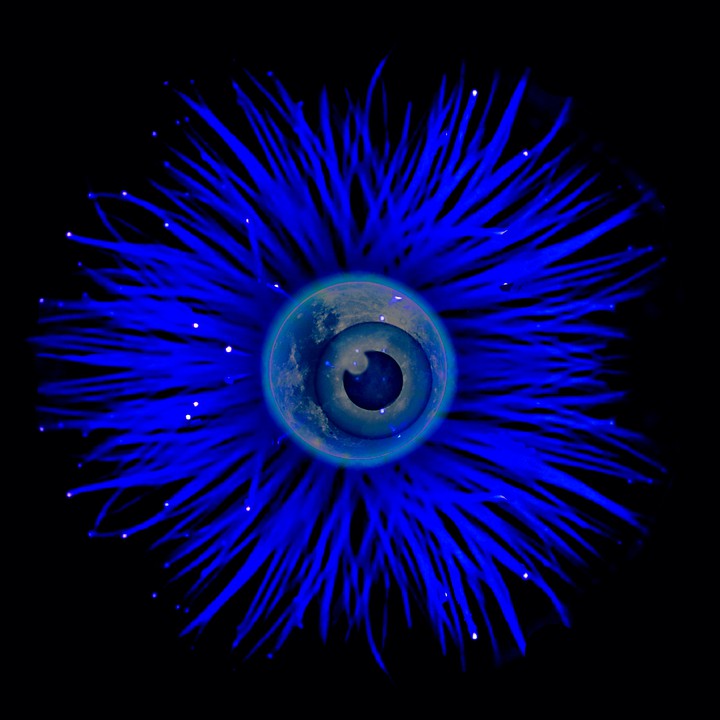 Blue Creature