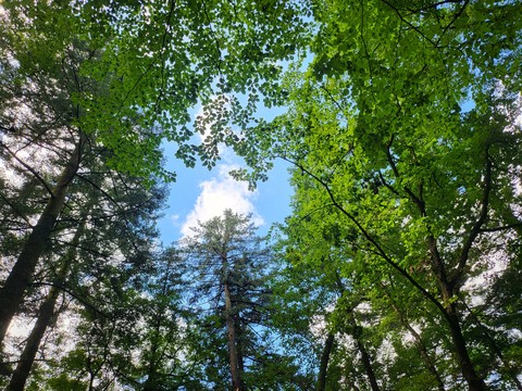 tapety tree, cloud