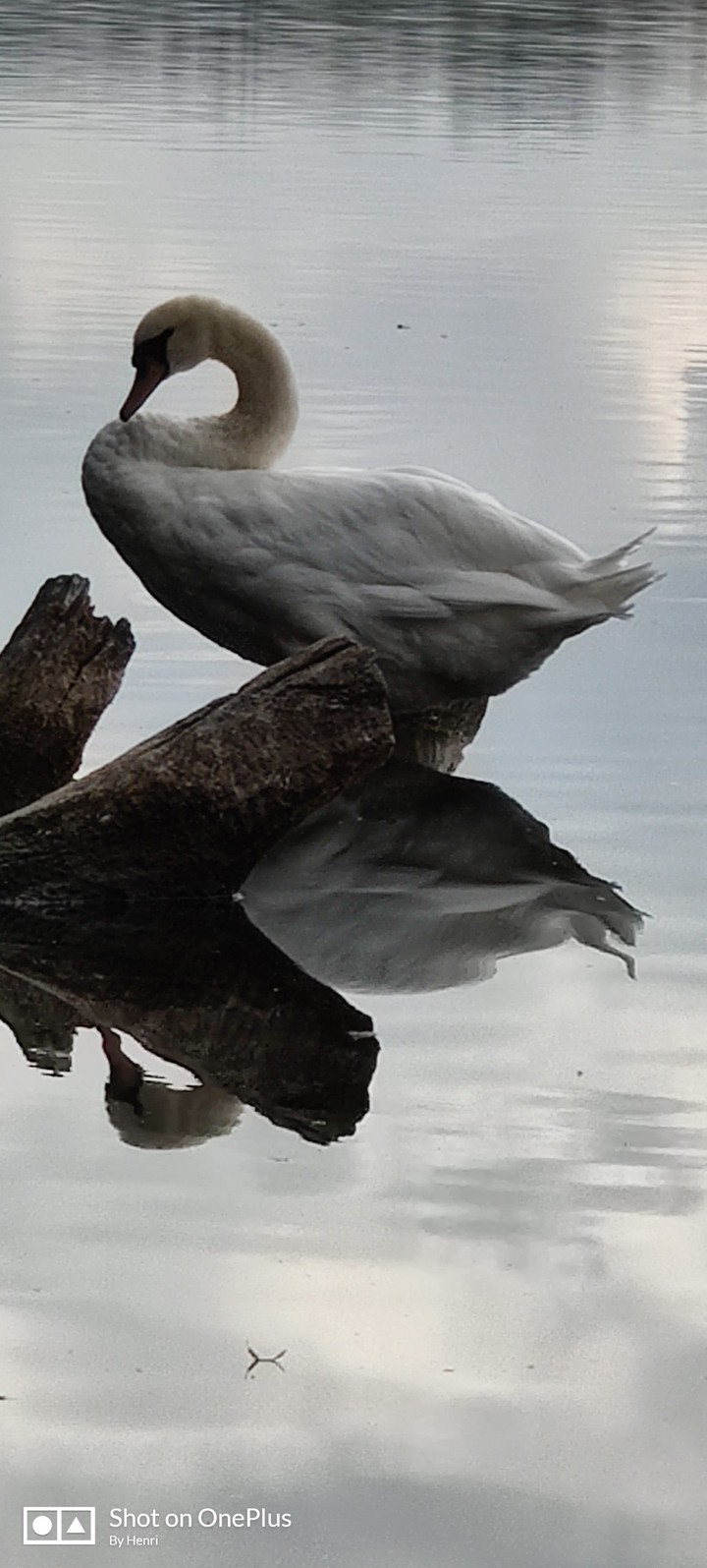 Schwan